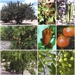 Portada del libro Tratado de fruticultura para zonas áridas y semiáridas